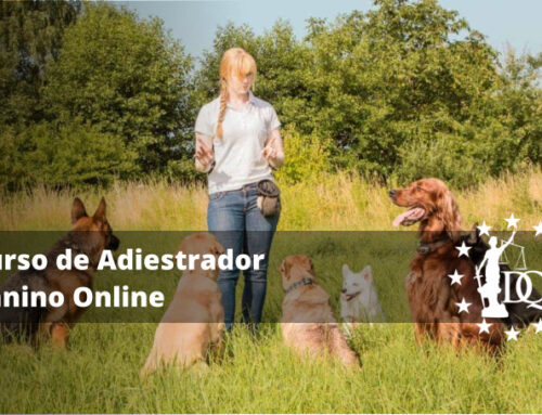 Curso Adiestrador Canino Online