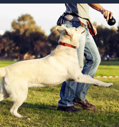 Curso Adiestrador Canino Online - Perro Entrenando