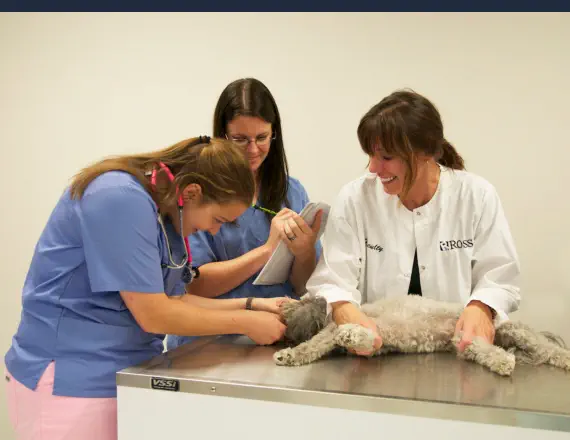 Requisitos para Ser Auxiliar de Veterinaria - Explorando a un Perro