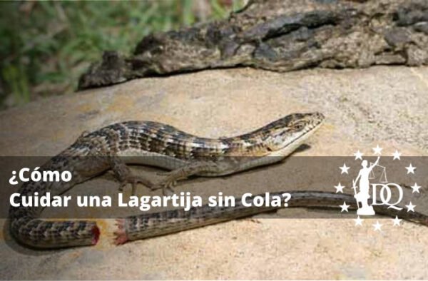 Cómo Cuidar una Lagartija sin Cola