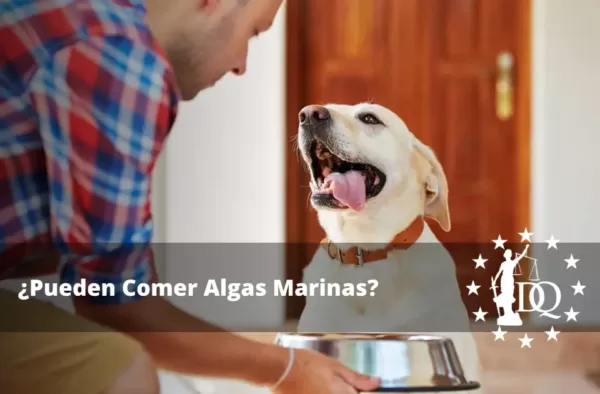 Los Perros pueden Comer Algas Marinas