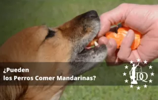 Pueden los Perros Comer Mandarinas
