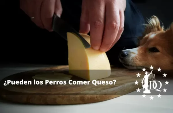 Pueden los Perros Comer Queso