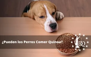 Pueden los Perros Comer Quinoa