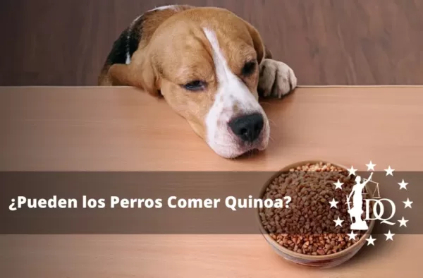 Pueden los Perros Comer Quinoa