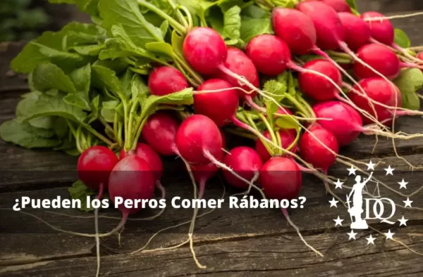 Pueden los Perros Comer Rábanos