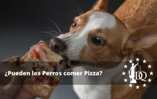 Pueden los Perros comer Pizza