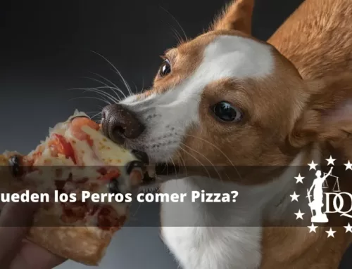 ¿Pueden los Perros comer Pizza? ¿Es Seguro?