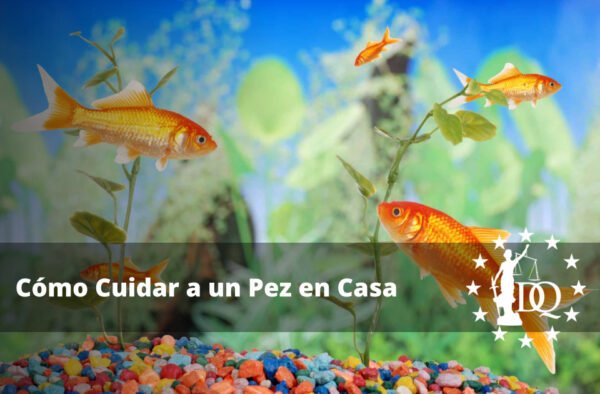 Cómo Cuidar a un Pez en Casa. Los Primeros Días de tu Mascota