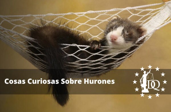 Cosas Curiosas Sobre Hurones. Datos y Curiosidades de tu Mascota