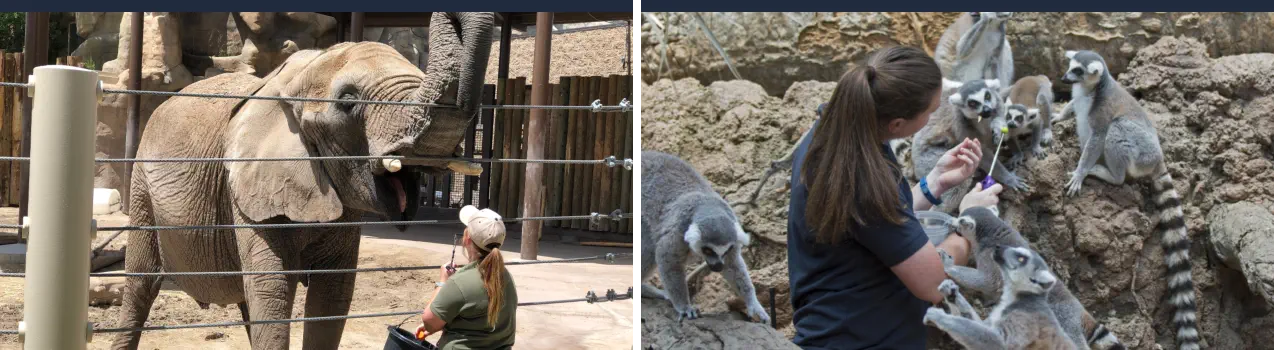 Curso Cuidador de Animales de Zoológico - Cuidando Animales en el Zoo
