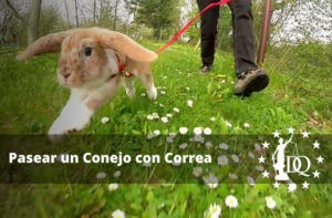 Pasear un Conejo con Correa. ¿Se Puede?