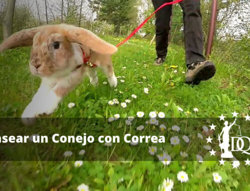 Pasear un Conejo con Correa. ¿Se Puede?