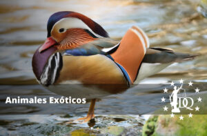 Animales Exóticos. Los más Raros del Mundo