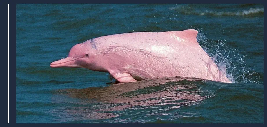 Delfín Rosado, un Raro Animal Exótico