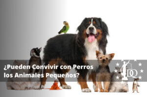 ¿Pueden Convivir con Perros los Animales Pequeños?