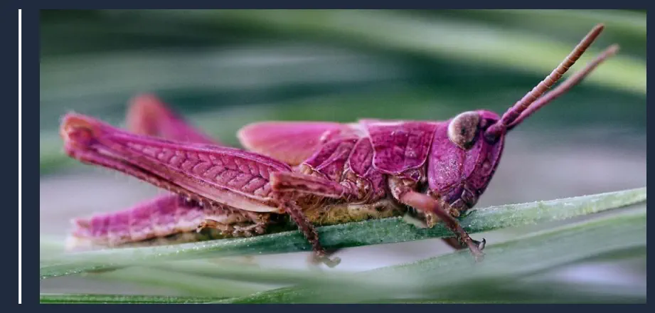 Saltamontes Rosa, Candidato al Animal más Exótico