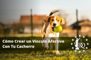 Cómo Crear un Vínculo Afectivo Con Tu Cachorro en 4 pasos