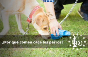 ¿Por Qué Comen Caca los Perros? 5 Razones