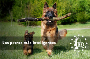 Los perros más inteligentes: 9 de las razas de perros más inteligentes