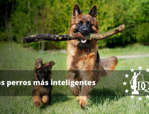 Los perros más inteligentes: 9 de las razas de perros más inteligentes