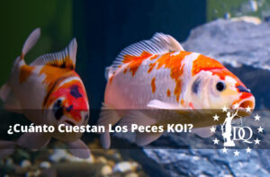¿Cuánto Cuestan Los Peces KOI? Precios de los Peces KOI