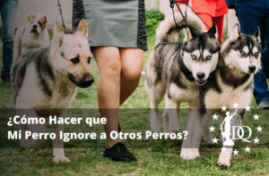 ¿Cómo Hacer que Mi Perro Ignore a Otros Perros?