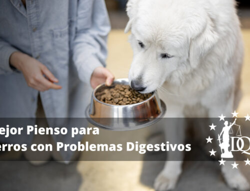 Mejor Pienso para Perros con Problemas Digestivos