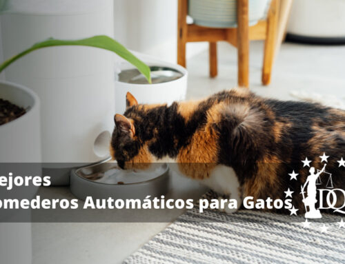 4 Mejores Comederos Automáticos para Gatos