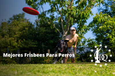 Mejores Frisbees Para Perros Pequeños