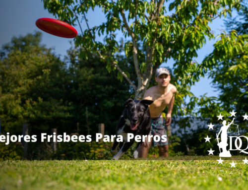 Mejores Frisbees Para Perros Pequeños y Grandes