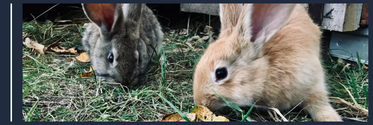 Qué Animales Hay en una Granja - Conejos