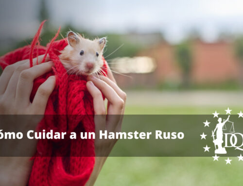 Cómo Cuidar a un Hamster Ruso