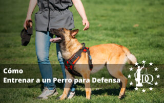 Cómo Entrenar a un Perro para Defensa