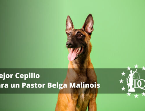 Mejor Cepillo para un Pastor Belga Malinois