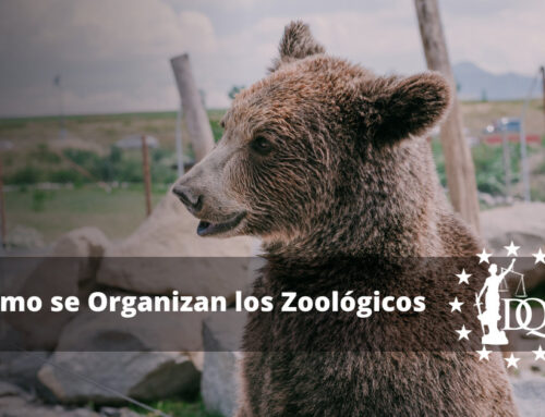 Cómo se Organizan los Zoológicos