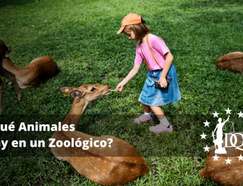 ¿Qué Animales Hay en un Zoológico?