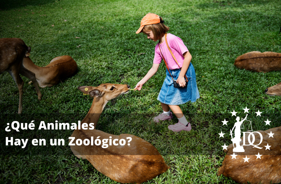 Qué Animales Hay en un Zoológico