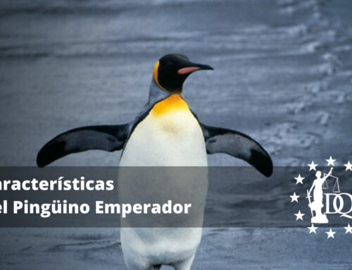 Características del Pingüino Emperador