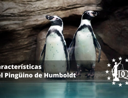Características del Pingüino de Humboldt