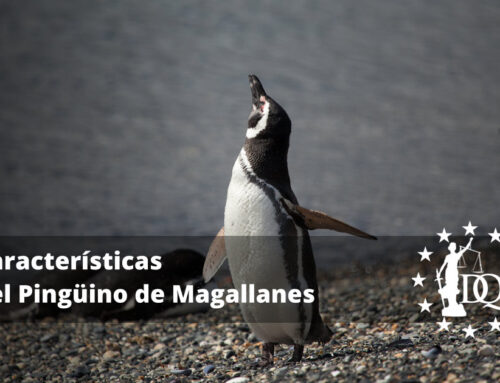 Características del Pingüino de Magallanes