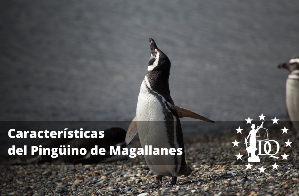Características del Pingüino de Magallanes