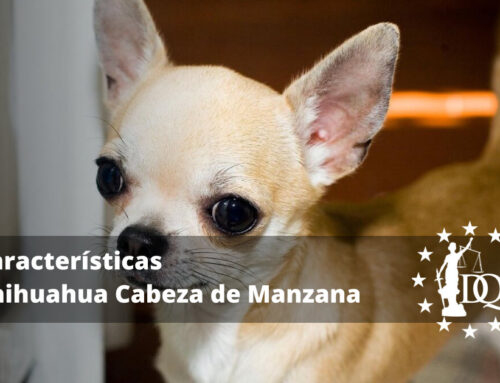 Chihuahua Cabeza de Manzana: Características