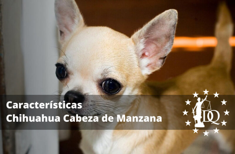 Chihuahua Cabeza De Manzana Caracter sticas
