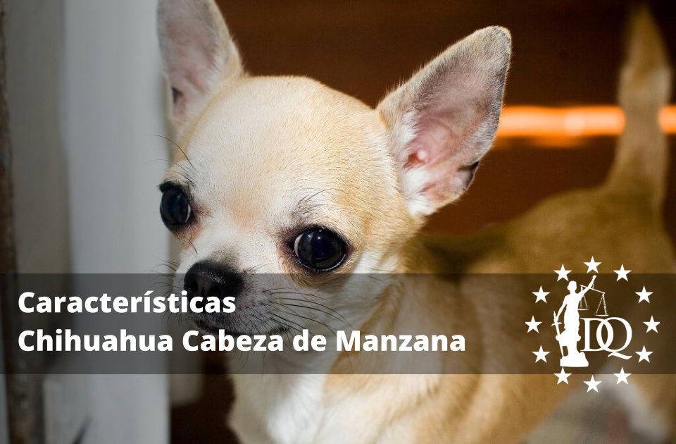 Chihuahua Cabeza de Manzana Características