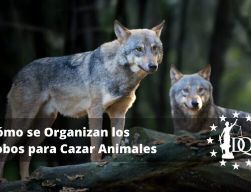 Cómo se Organizan los Lobos para Cazar Animales