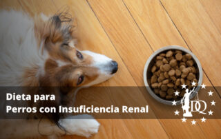 Dieta para Perros con Insuficiencia Renal