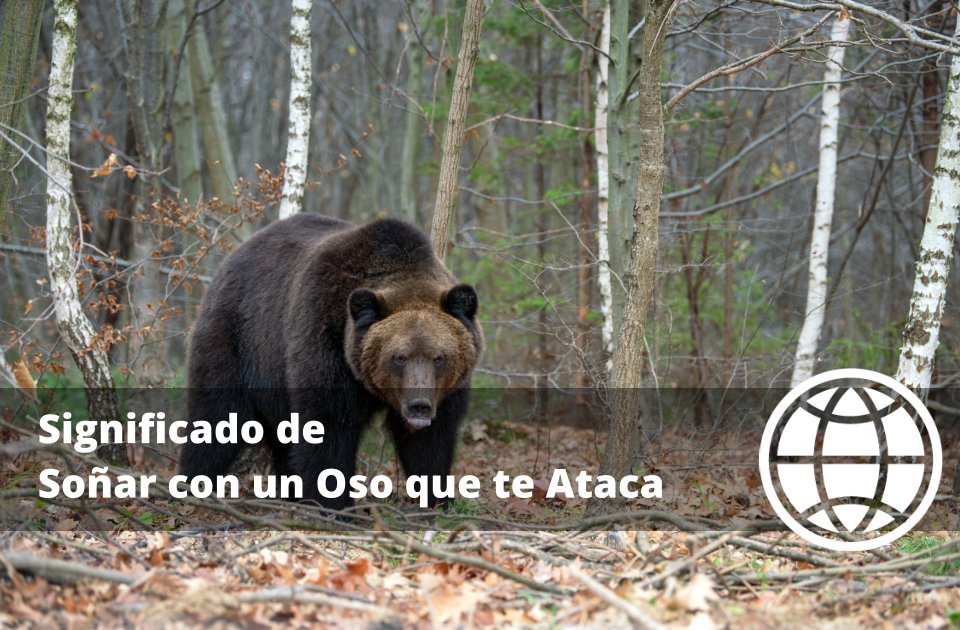 Significado de Soñar con un Oso que te Ataca