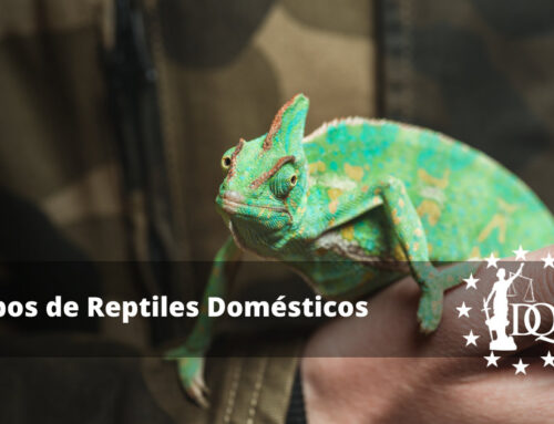 Tipos de Reptiles Domésticos