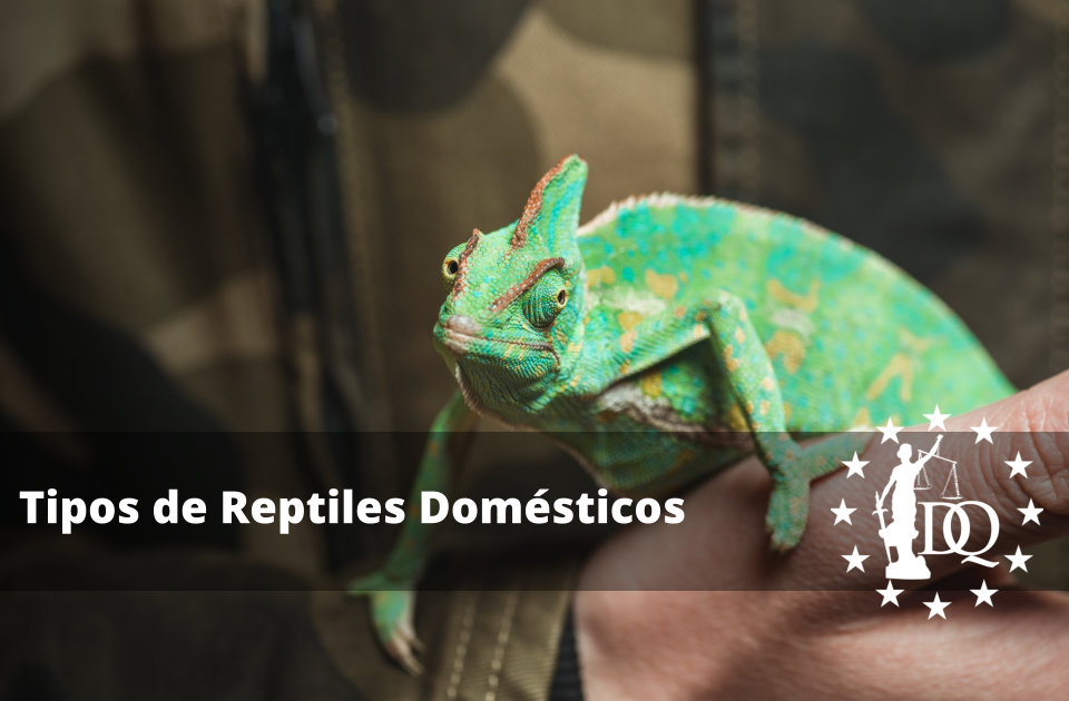 Tipos de Reptiles Domésticos